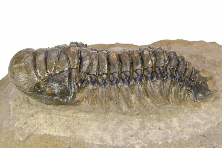 Colorful Crotalocephalina Trilobite - Atchana, Morocco #383212